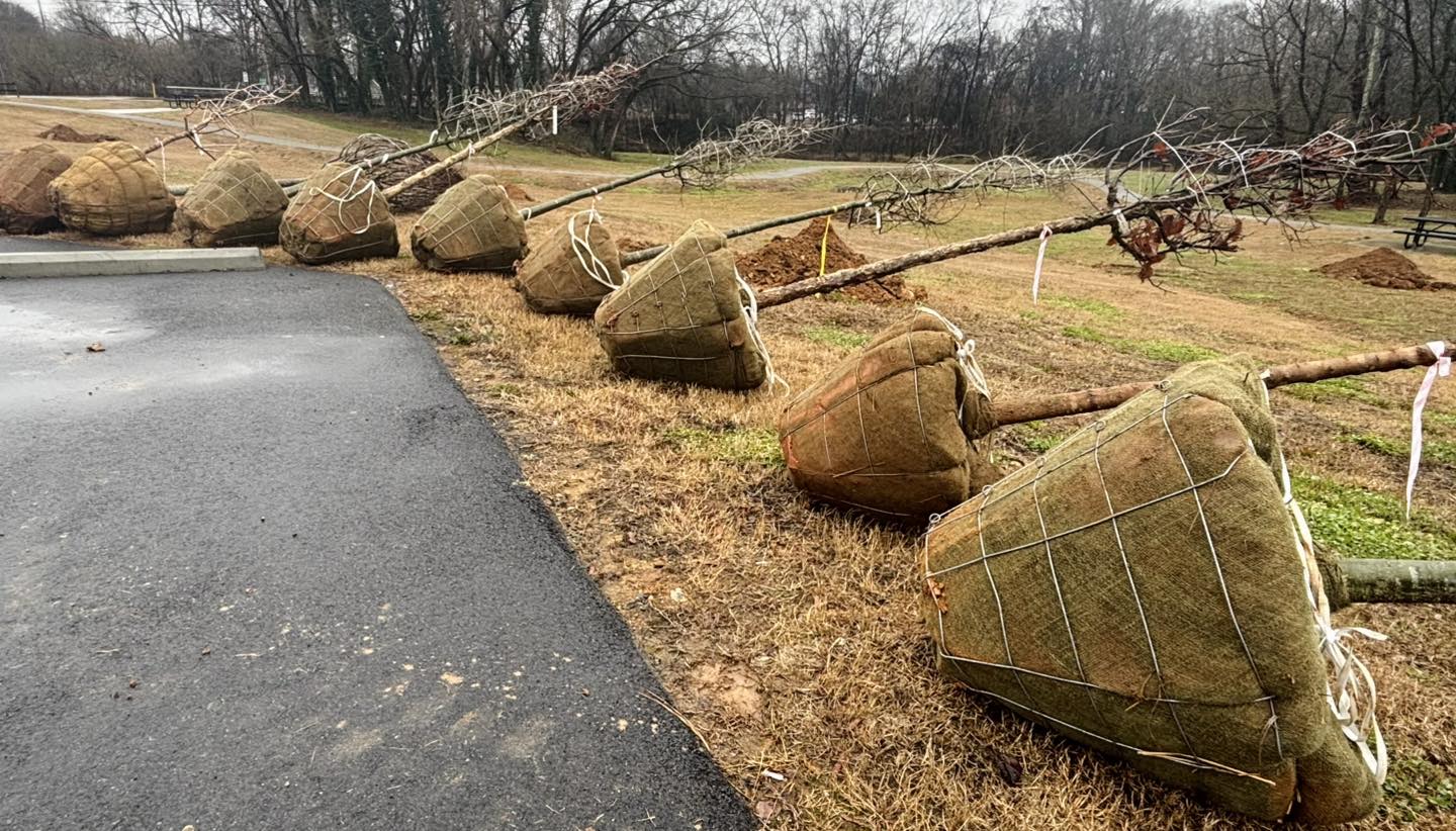covington park trees