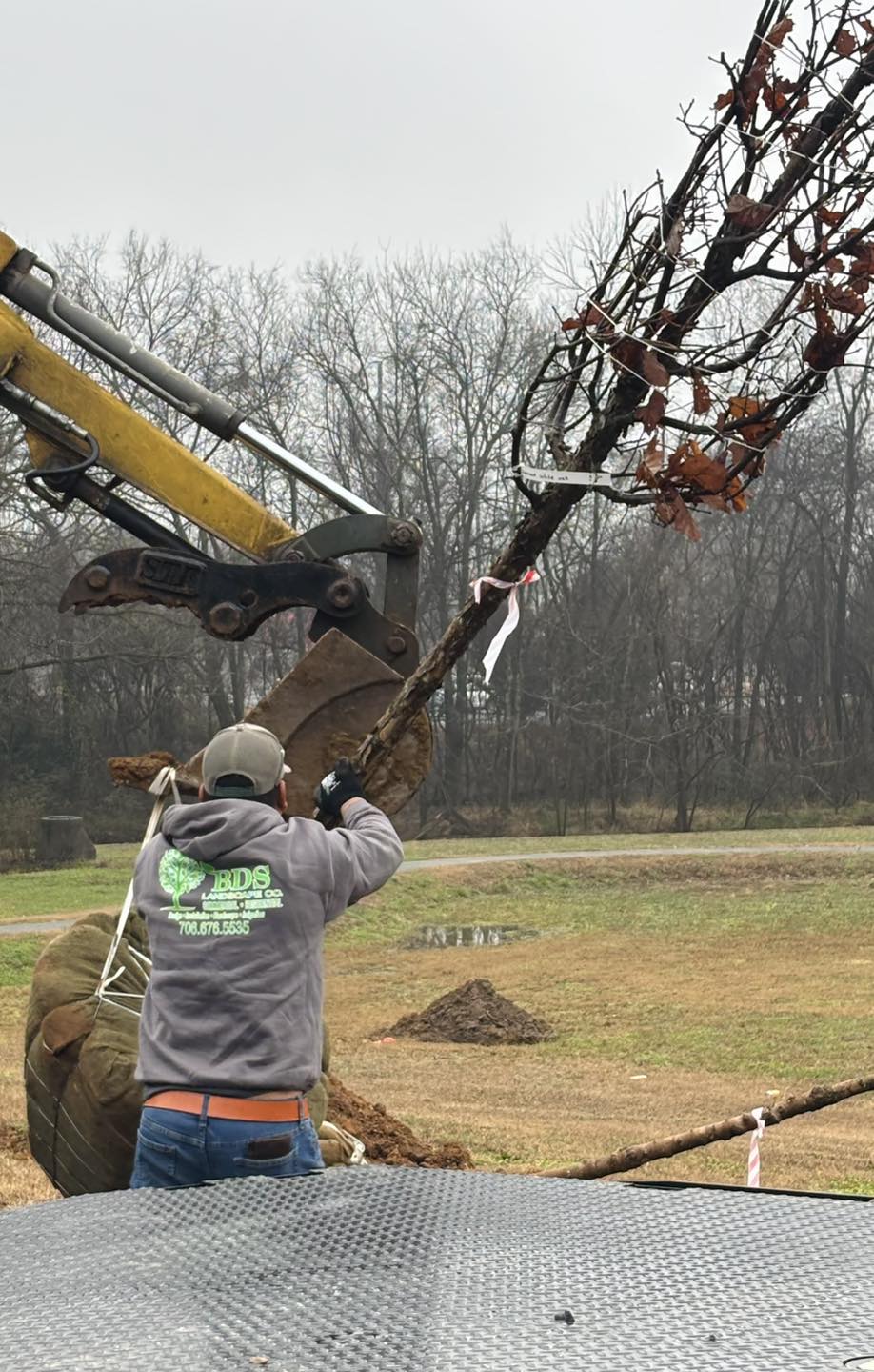 covington park trees